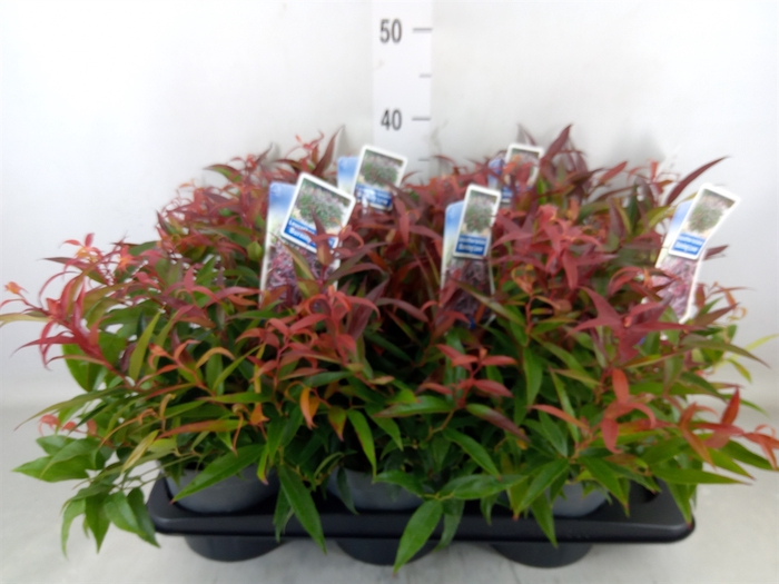 <h4>Leucothoe keiskei 'Burning Love'</h4>