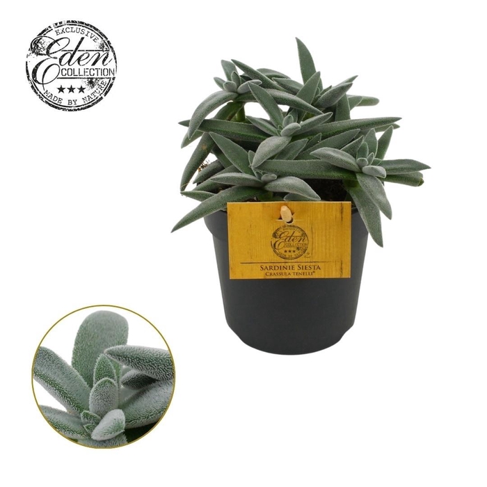 <h4>Crassula Tenelli 10,5cm</h4>