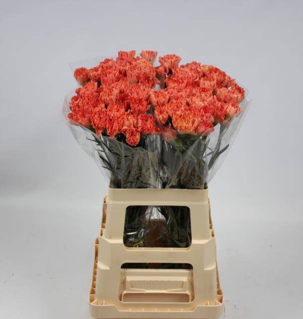 Di St Hermes Orange