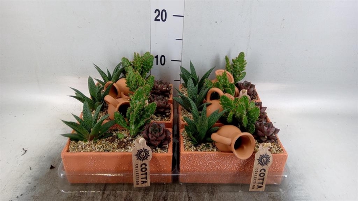 <h4>Arr. Cactus L%</h4>