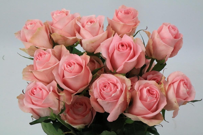 <h4>Rosa Ec Luciana</h4>