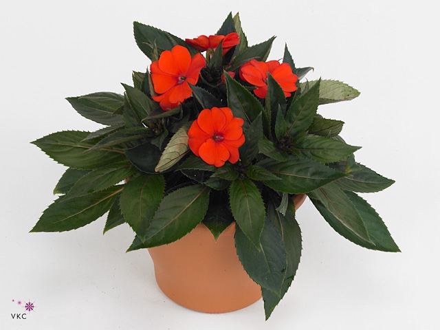 Impatiens NG 'Sunpatiens C Orange'