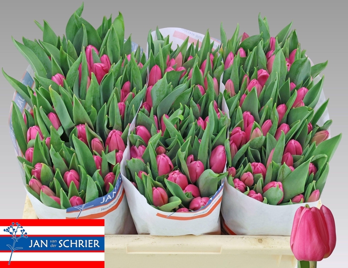 <h4>TU EN MOLTO AMATA</h4>