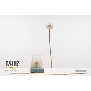 DRIED BLEACHED DANDELION H%