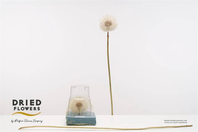 <h4>DRIED BLEACHED DANDELION H%</h4>