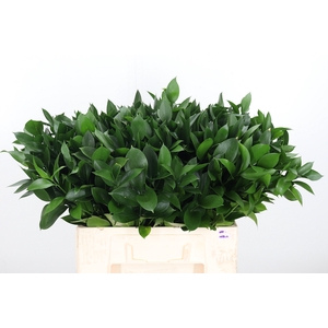 Ruscus