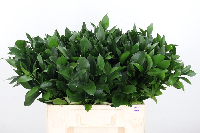 <h4>Ruscus</h4>