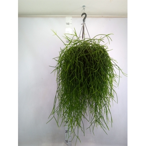 Rhipsalis burchellii