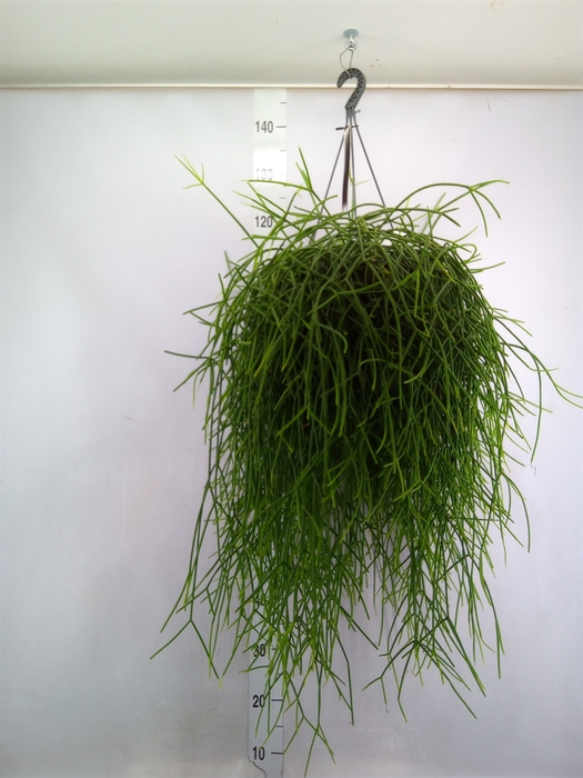 <h4>Rhipsalis burchellii</h4>