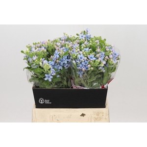 OXY CO TAN PURE BLU