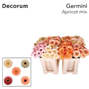 Germini Mix Apricot Water