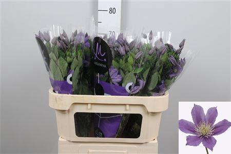 <h4>Clem Amazing Sofia</h4>