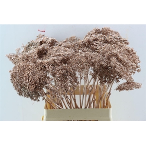 Ammi Majus Klbh Gl Champagne P Stem