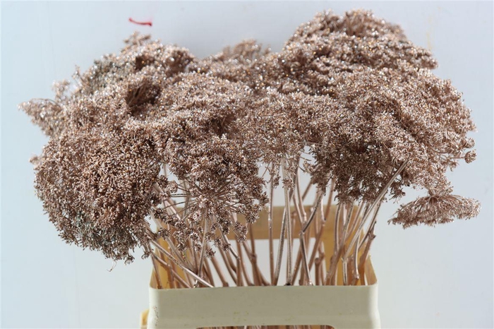 <h4>Ammi Majus Klbh Gl Champagne P Stem</h4>