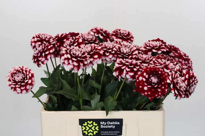 <h4>Dahlia Checkers</h4>