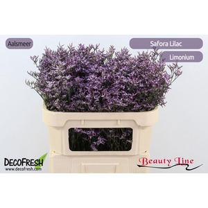 LIMONIUM SAFORA LILAC LIM SAF LILAC