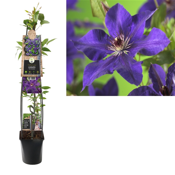 <h4>Clematis 'The President' +3.0 label</h4>