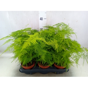Asparagus setaceus