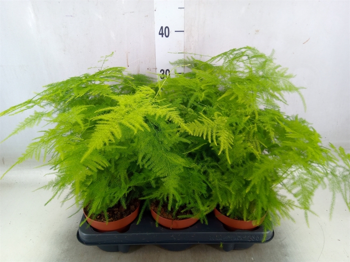 <h4>Asparagus setaceus</h4>