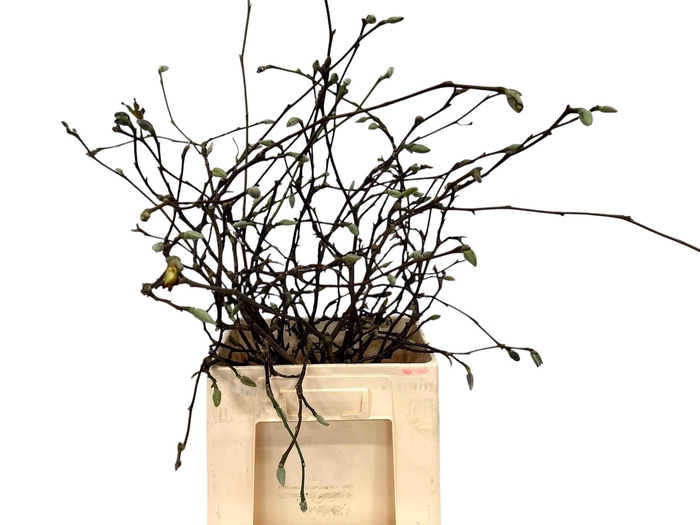 <h4>MAGNOLIA OV</h4>