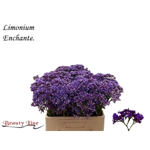 LIM PEREZII ENCHANTE 25GR