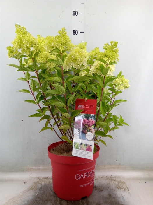 <h4>Hydrangea pan.</h4>