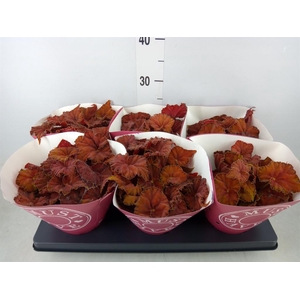 Begonia BD 'Beleaf Amber Love'