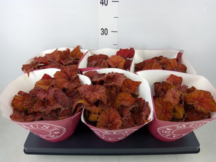 <h4>Begonia BD 'Beleaf Amber Love'</h4>