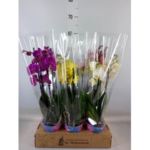 Phalaenopsis   ...mix  4