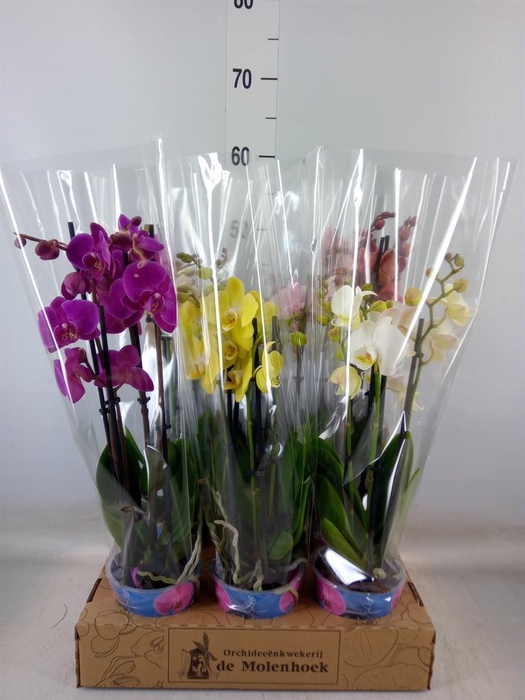 <h4>Phalaenopsis ...mix 4</h4>
