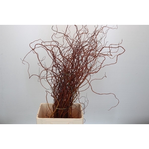 Salix Curly Willow Red Per Bunch