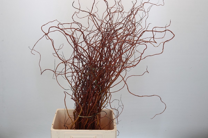 <h4>Salix Curly Willow Red Per Bunch</h4>