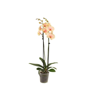 Phal I Am Sunshine 2T14+