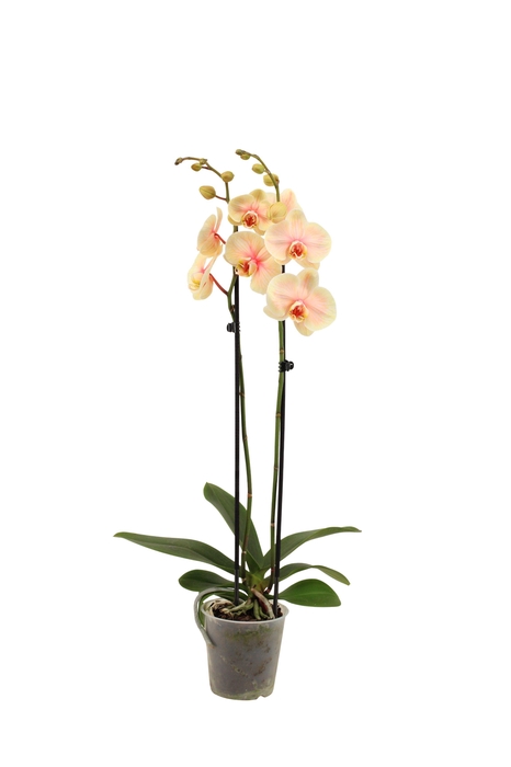 <h4>Phal I Am Sunshine 2T14+</h4>