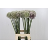 Allium Kenton