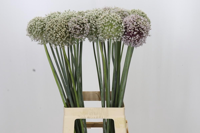 <h4>Allium Kenton</h4>