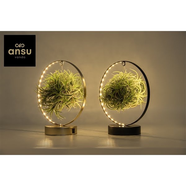 <h4>Tillandsia Led Edition</h4>