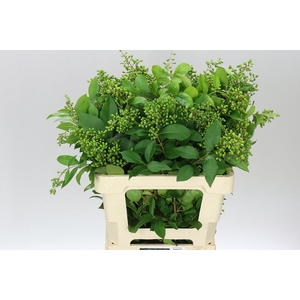 Ligustrum Ov Winter Jewel