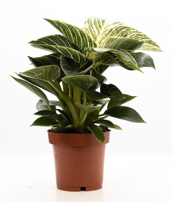 <h4>Philodendron White Wave P&PURE Collection</h4>