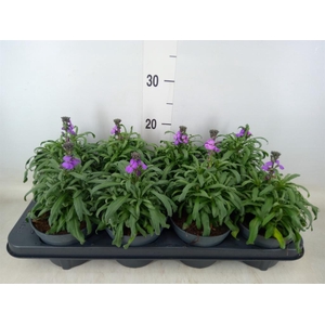 Erysimum linifolium 'Bowles Mauve'