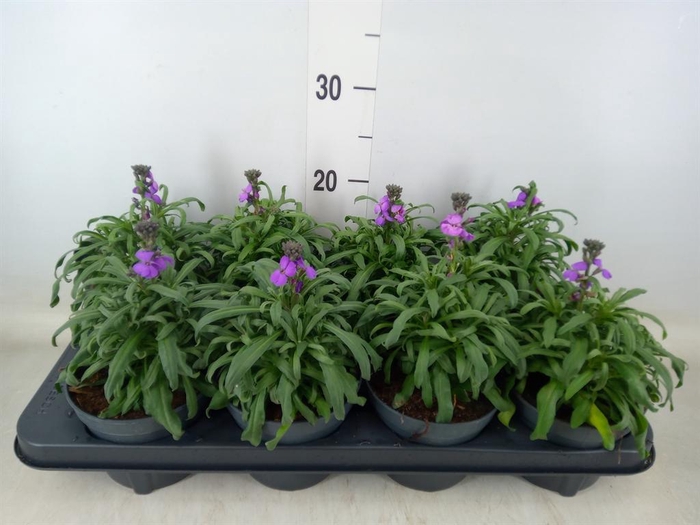 <h4>Erysimum linifolium 'Bowles Mauve'</h4>