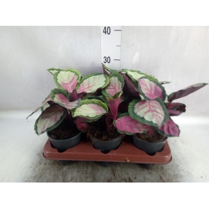 Calathea roseopicta 'Rosy'