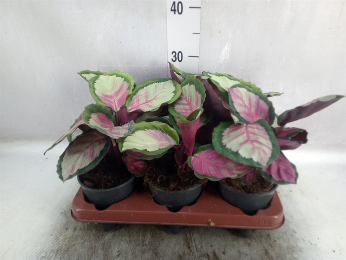 <h4>Calathea roseopicta 'Rosy'</h4>