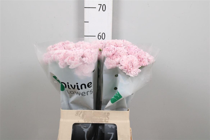 <h4>Di St Yukari</h4>