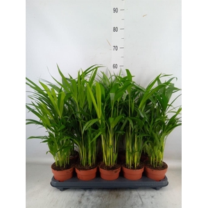 Dypsis lutescens   ...Chrysalidoca