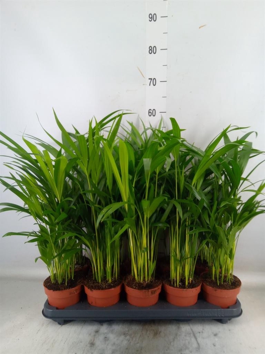 <h4>Dypsis lutescens   ...Chrysalidoca</h4>