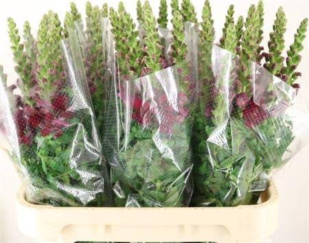 <h4>Antirrhinum Antibes Red</h4>