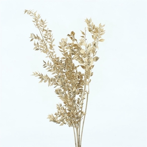 Pres Ruscus Gold (5 Stems P Bunch)