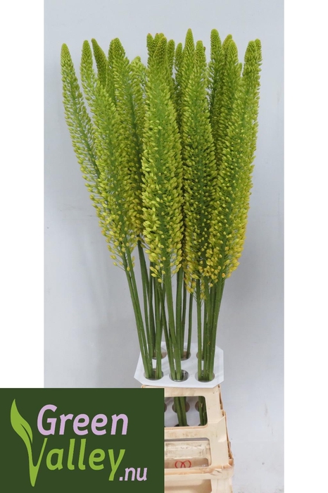 <h4>EREMURUS LUCIA-RO</h4>