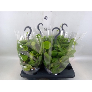 Dischidia platyphylla